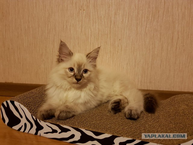 Котовторник