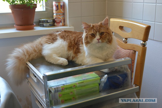 Котовторник