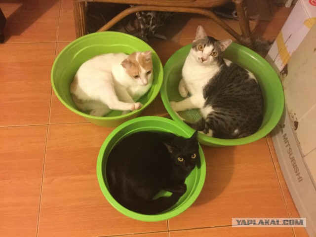 Котовторник 28.11.2017