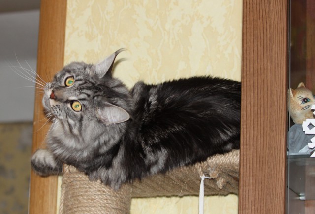 Котомайзинг