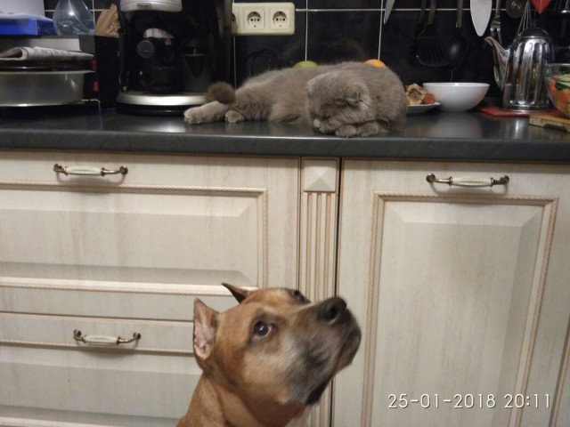 Котовторник  13.02.2018