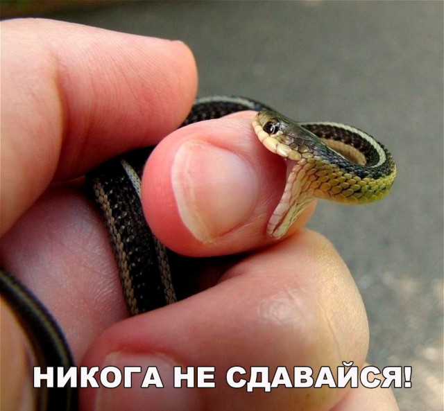 Прикольные картинки обо всём