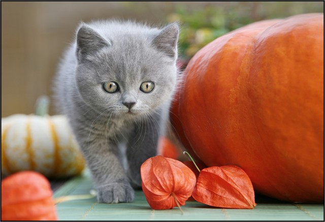 Коты на вторник на ЯПлакалъ (07.10.2008)