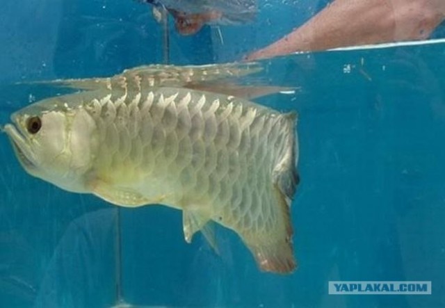 Arowana - необычная рыбка