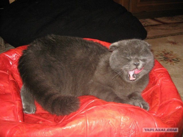 Кошачий язык