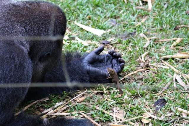 24-летняя горилла встречает крошечное существо в лесу, и его реакция бесценна