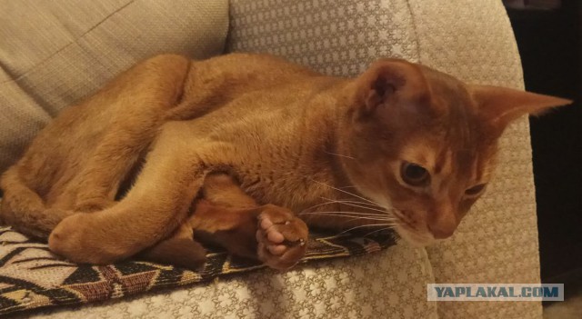 Котовторник 11.09.18.