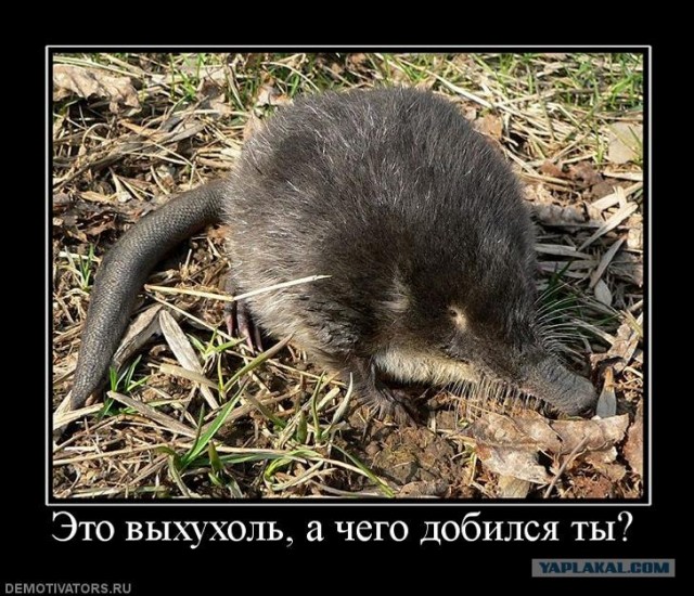 Зверье просто так