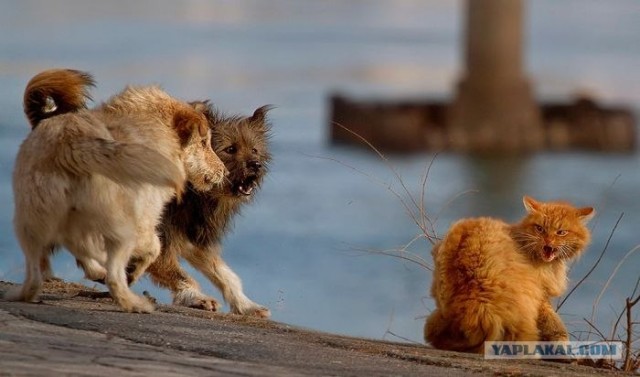 Котовторник объявляется открытым!