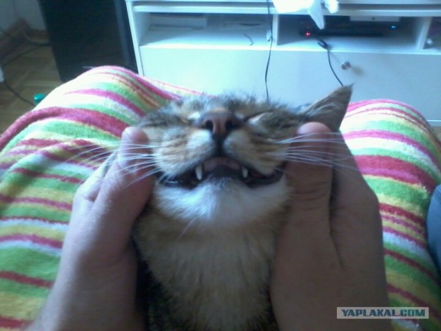 Котовторник! 08.11.11