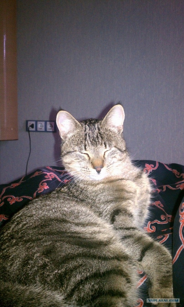 Котовторник (31.01.2012)