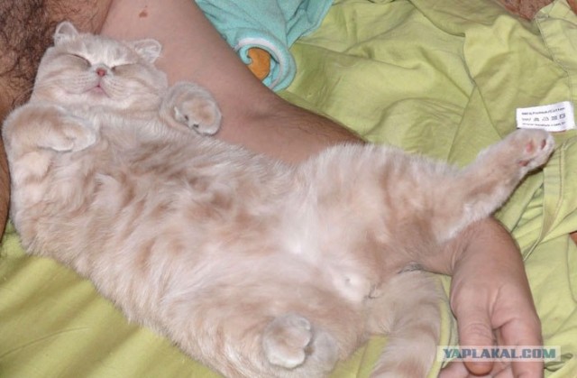 Котовторник! 13.03.2012