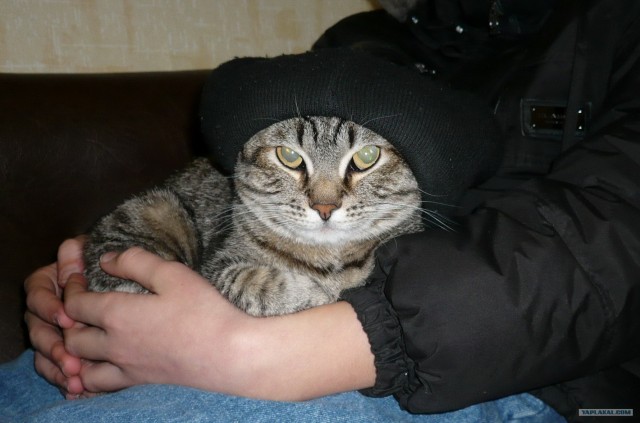 Котовторник 20.03.2012
