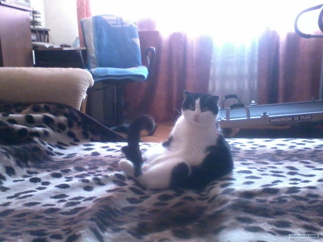 Котовторник 17.04.2012