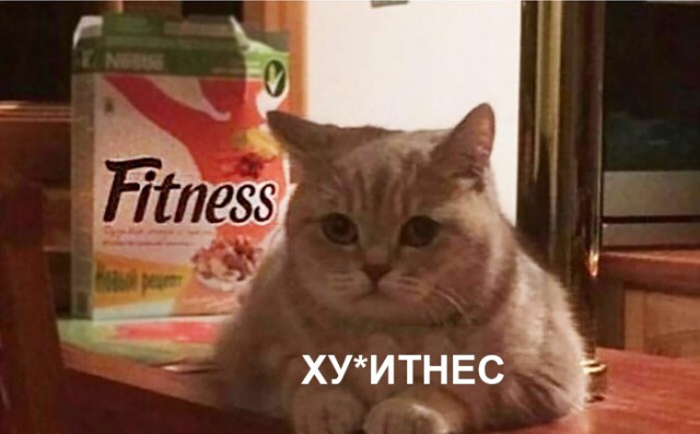 Прикольных котов пост