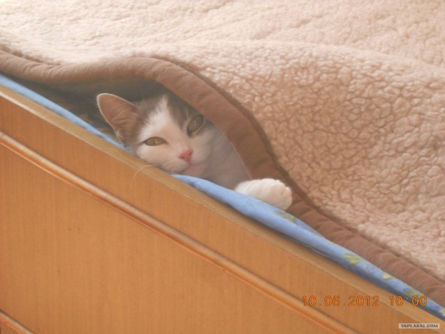 Котовторник на 26.06.12