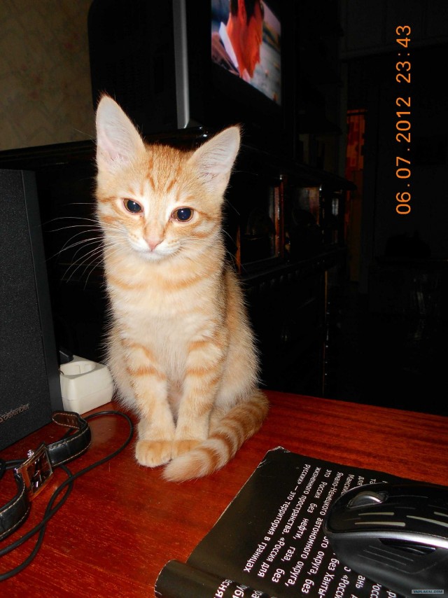 Котовторник 10. 07. 2012