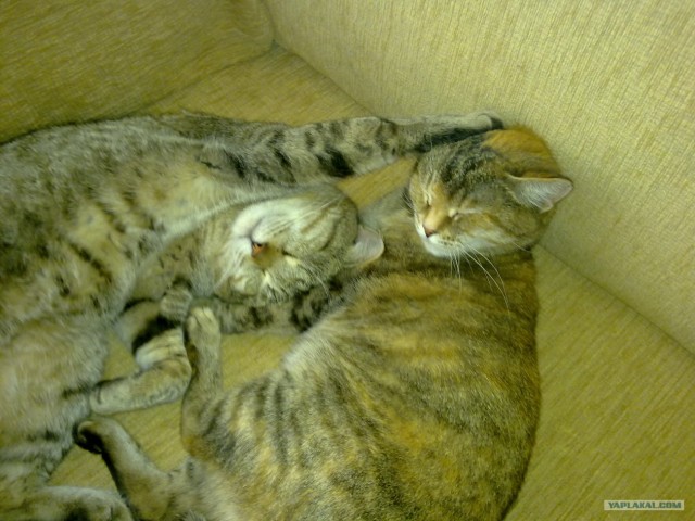 Котовторник  16.10.12