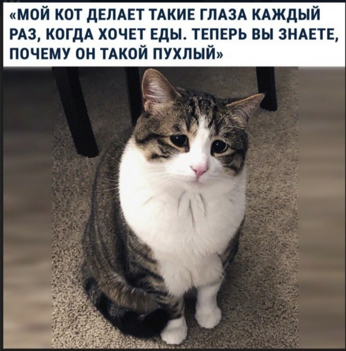 Картинки с надписями с котами и про котов