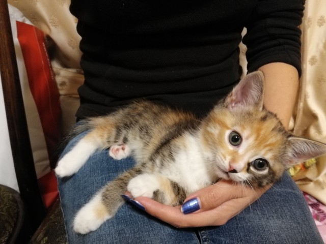 Забавные фото котеек