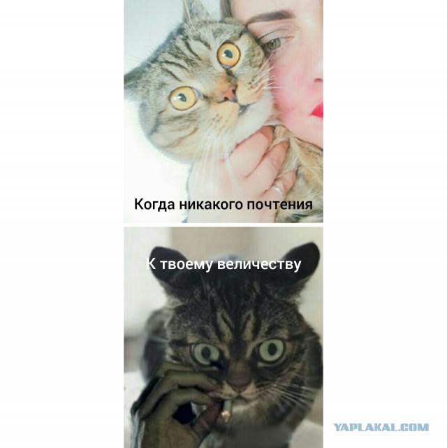 Котаны...