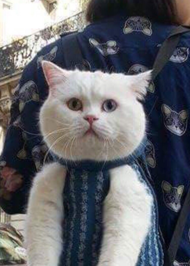 Забавные фото котеек