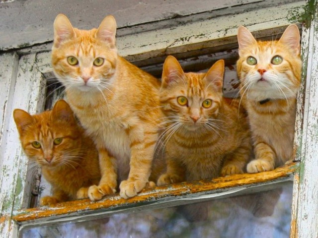 Обаятельные рыжули, которых в Средние века отправили бы на костер