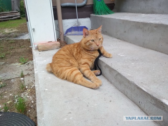̶К̶о̶р̶о̶н̶  Котовторник!