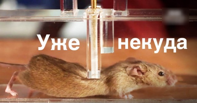 Я в недоумении. Загадка про земной шар и мышь