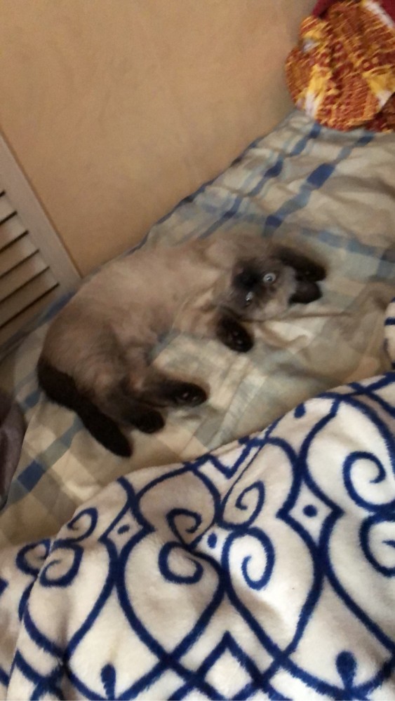Котовторник 13.10.2020