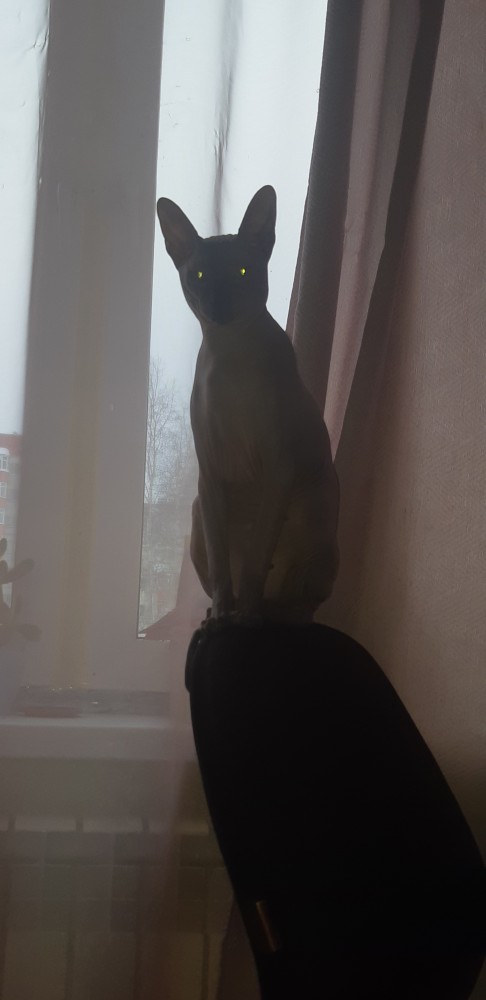 Котовторнику быть!