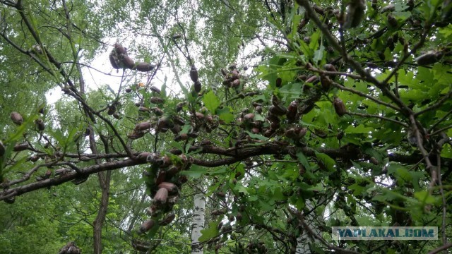 К теме "Нет майских жуков"