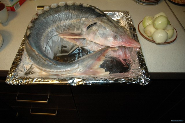 Все из рыбы!