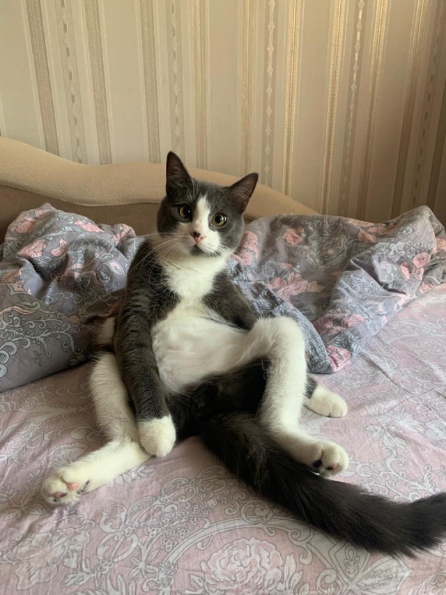 Котовторник 14.09.2021