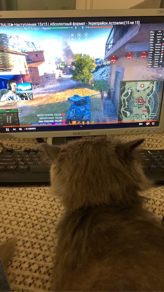 Котовторнику быть