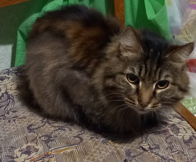 Котовторник. Февраль