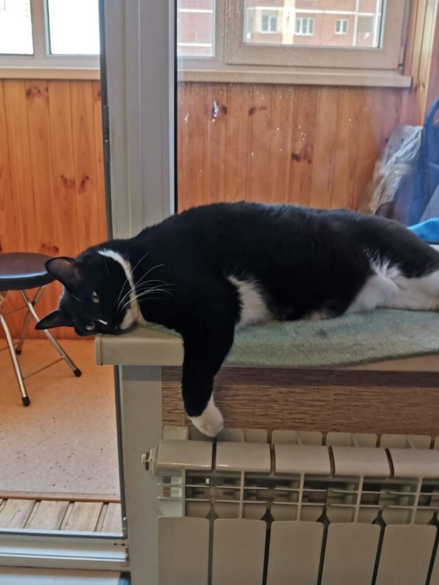 Котовторник! Пара фоток суровых котов.