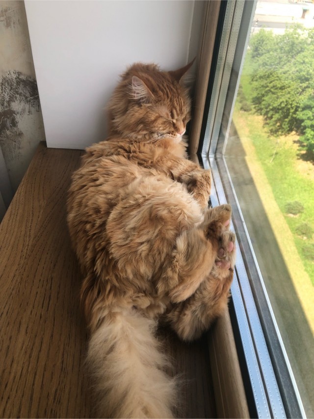 Ура! Котовторник.