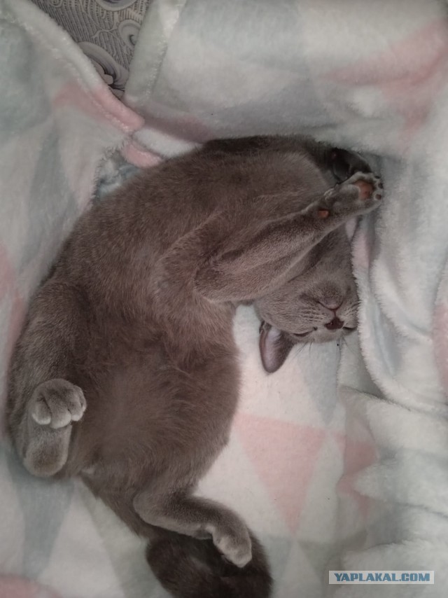 Котовторник 19.07.22