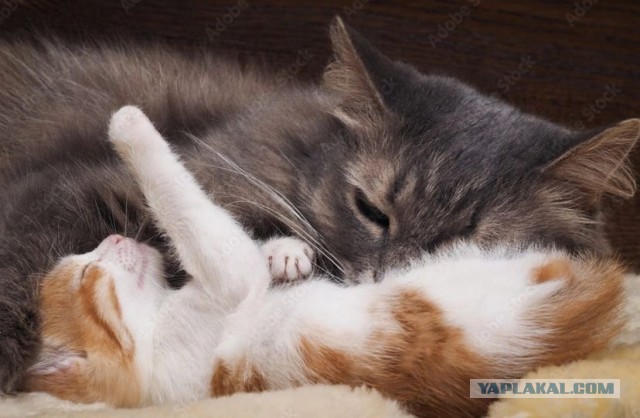 Котенок проснулся
