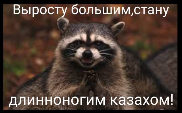 Енот из Херсона заговорил после получения российского паспорта