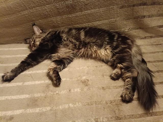 Кошка