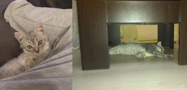 Котовторнику посвящается