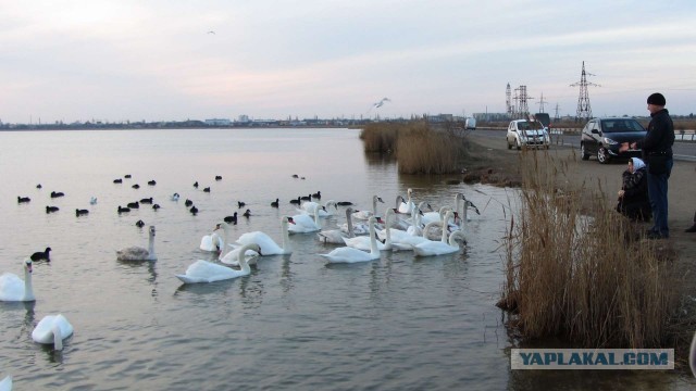 Крым в феврале или "Не стреляйте в белых лебедей!"