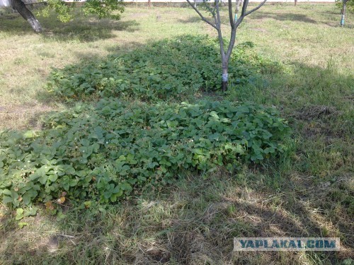 Хорошо иметь домик в станице