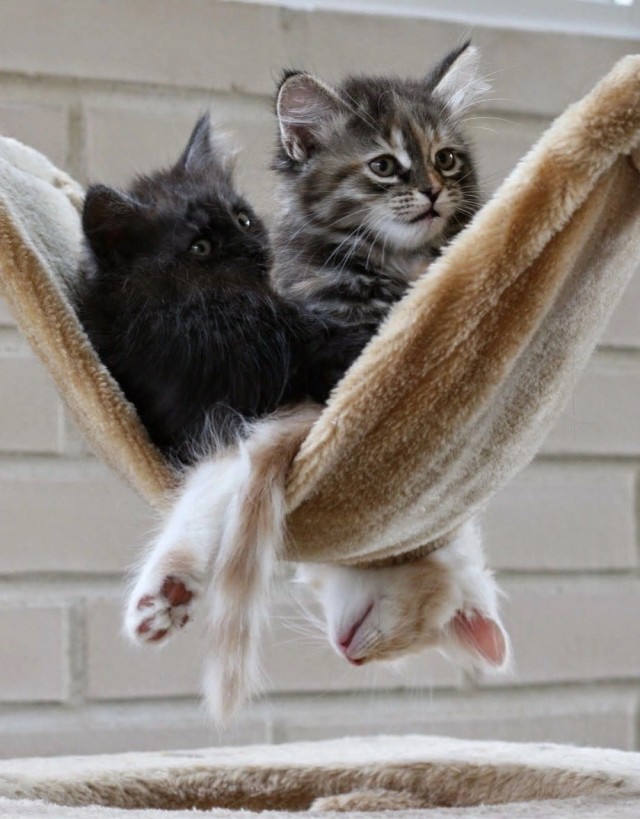 Не только котовторник, а еще и Всемирный день кошек!