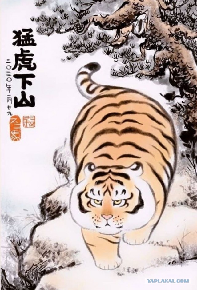 Котовторник, тигра и фотоловушка.