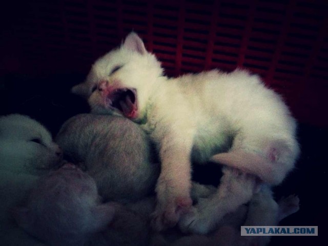 Котовторник 21.05.2013