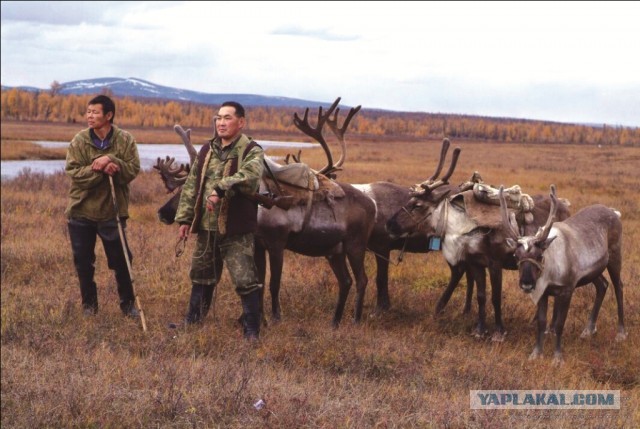 Безумие камуфляжа⁠