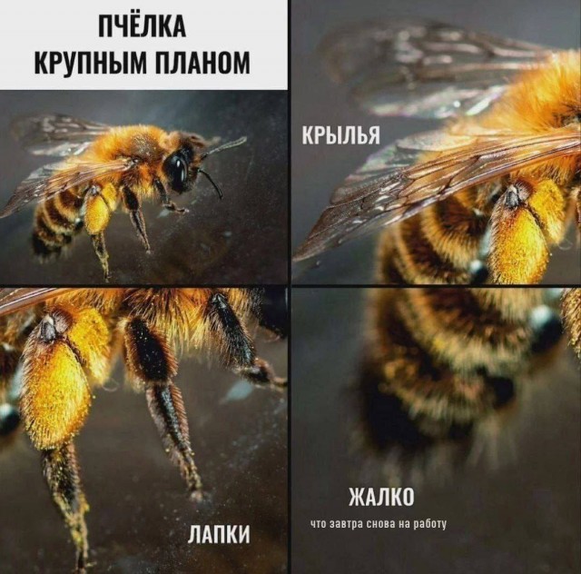 Улыбательные картинки.